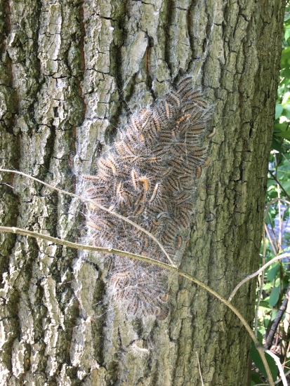 Das Bild zeigt ein Nest mit Eichenprozessionsspinnerraupen