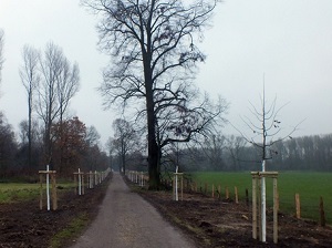 Neu gepflanzte Bäume