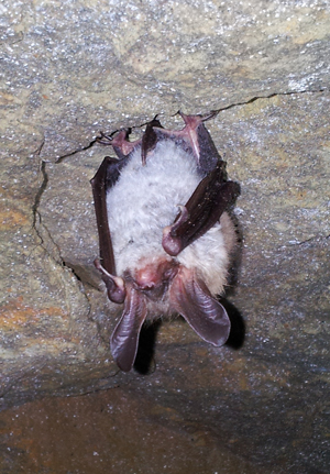 Bechsteinfledermaus