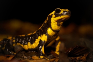 Feuersalamander