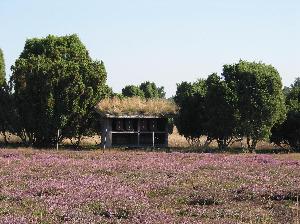 Bild von der westruper heide foto stadtagentur