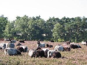 Westruper Heide mit Heidschnucken