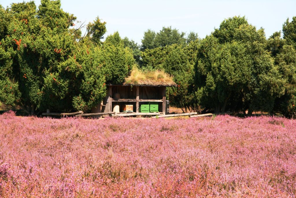 Westruper Heide - Foto Stadtagentur