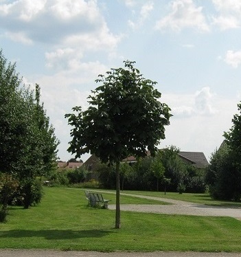 Baum im Stadtbild