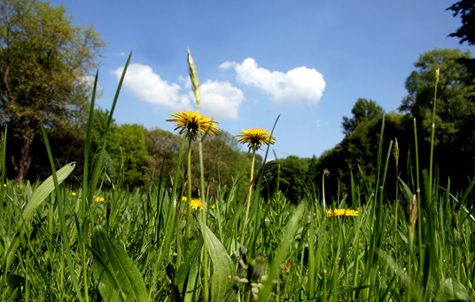 Das Bild zeigt das Thema Umwelt