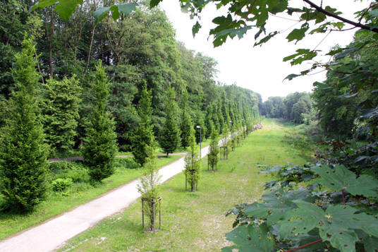 Das Bild zeigt den Wittringer Wald