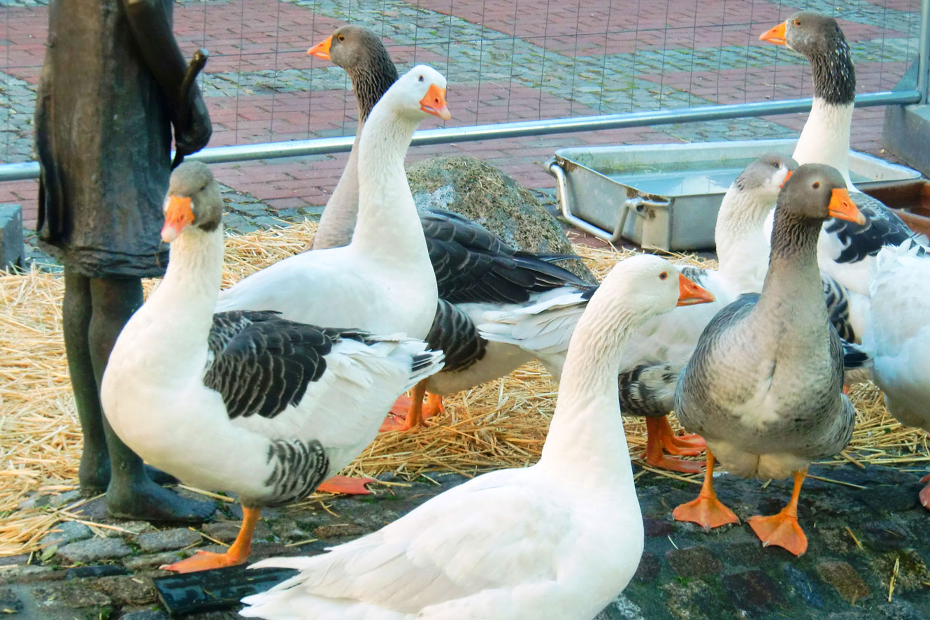 Gänse auf dem Gänsemarkt-Foto Stadtagentur