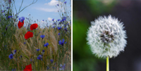 Mohnblumen und Pusteblume