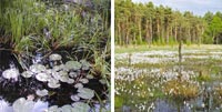 Bildkollage Moorlandschaft