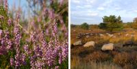 bild der Heide fotos stadtagentur