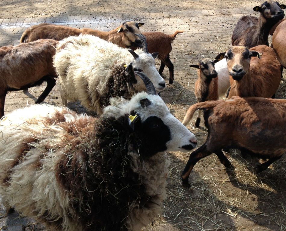 Die beiden Schafe mit dem besonders wuscheligen weißen Fell (links) brauchen noch einen Namen